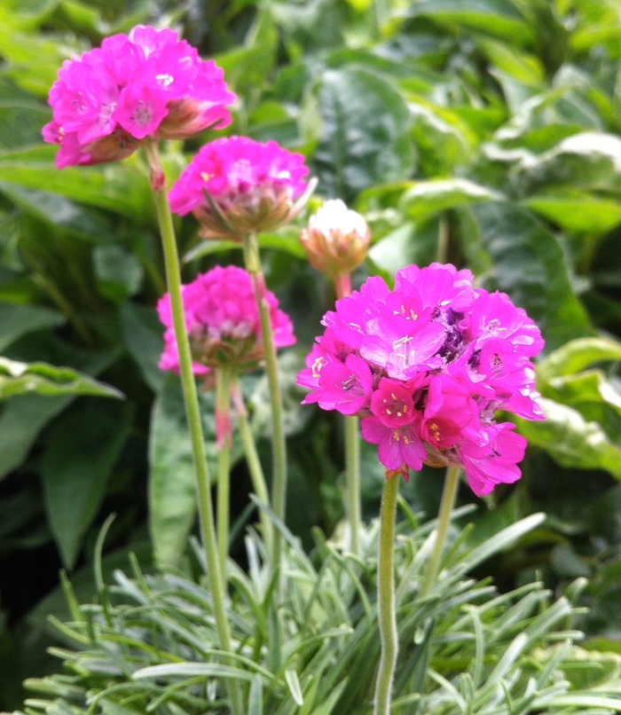 Sea Thrift - Armeria maritima 'Splendens' Sea Thrift - Armeria maritima 'Splendens'