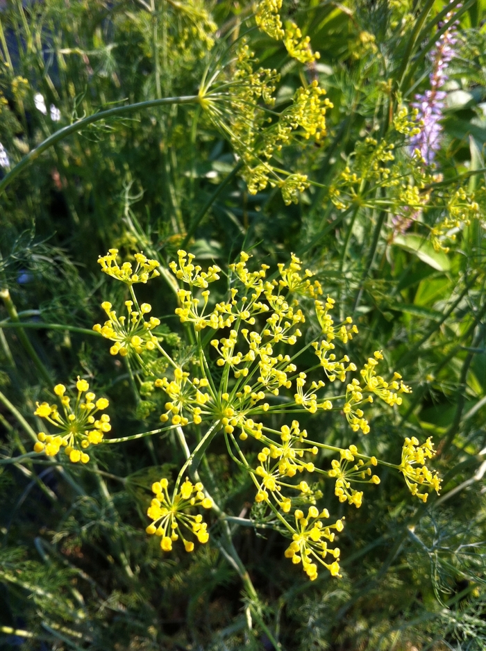 Dill - Anethum graveolens 