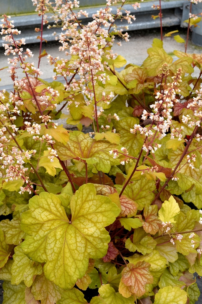 Coral Bells - Heuchera 'Champagne' Coral Bells - Heuchera 'Champagne'