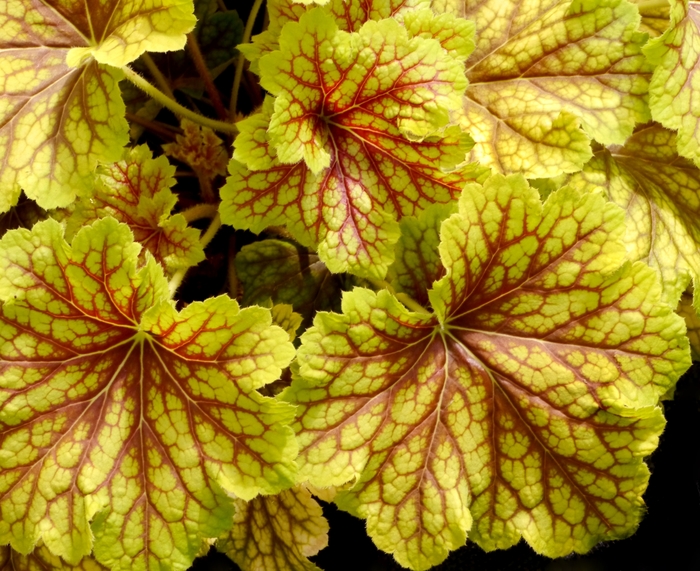 Coral Bells - Heuchera 'Red Lightning' Coral Bells - Heuchera 'Red Lightning'