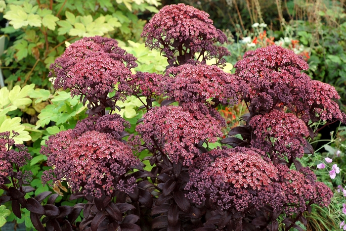 Stonecrop - Sedum telephium 'Dark Magic'