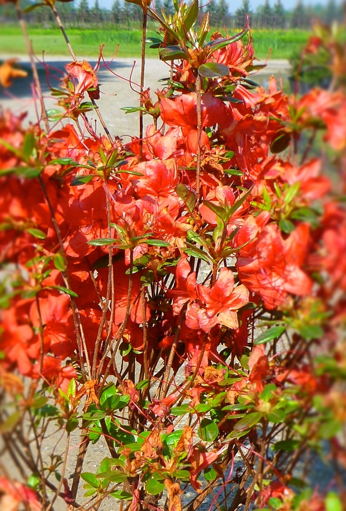 'Stewartstonian' Azalea - Rhododendron hybrid