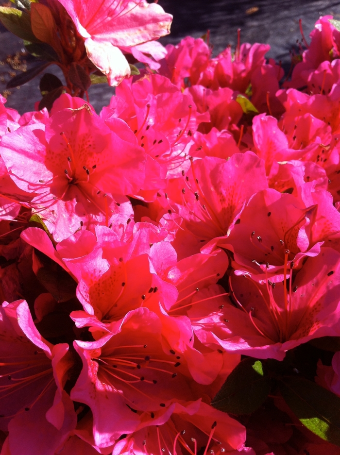'Girard's Renee Michelle' Azalea - Rhododendron Girard hybrid 'Girard's Renee Michelle' Azalea - Rhododendron Girard hybrid