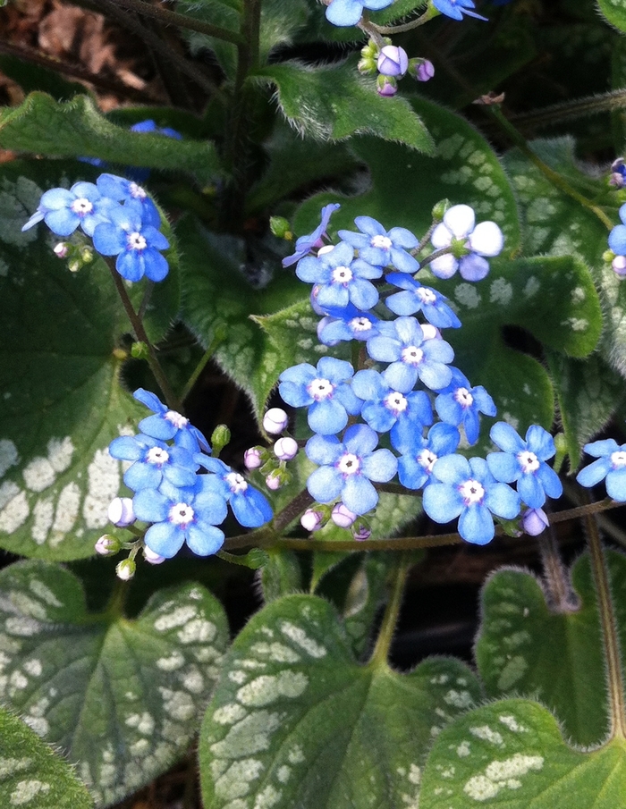 Siberian Bugloss - Brunnera macrophylla 'Emerald Mist' Siberian Bugloss - Brunnera macrophylla 'Emerald Mist'