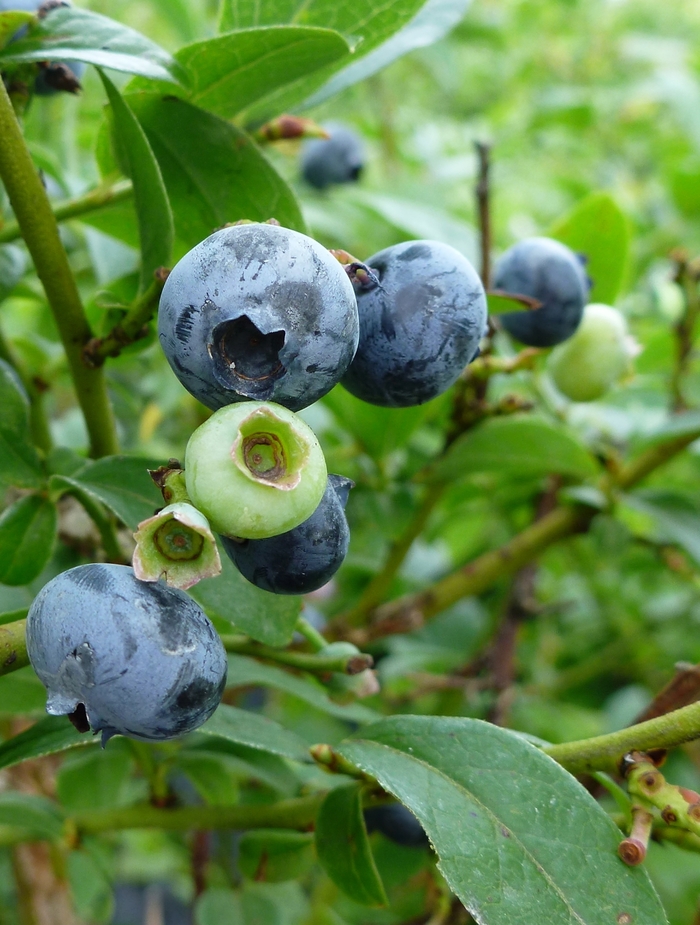 Blueberry - Blueberry 'Northcountry' Blueberry - Blueberry 'Northcountry'