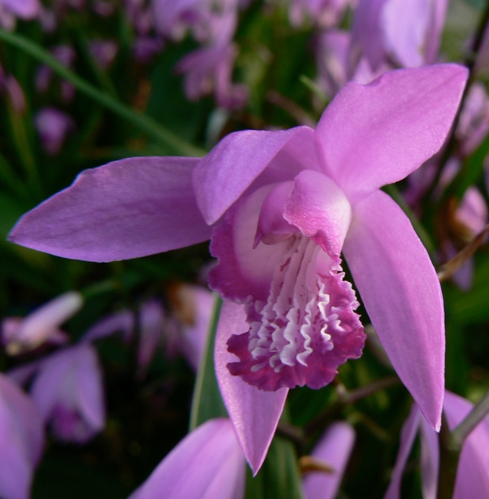 Chinese Ground Orchid - Bletilla striata Chinese Ground Orchid - Bletilla striata