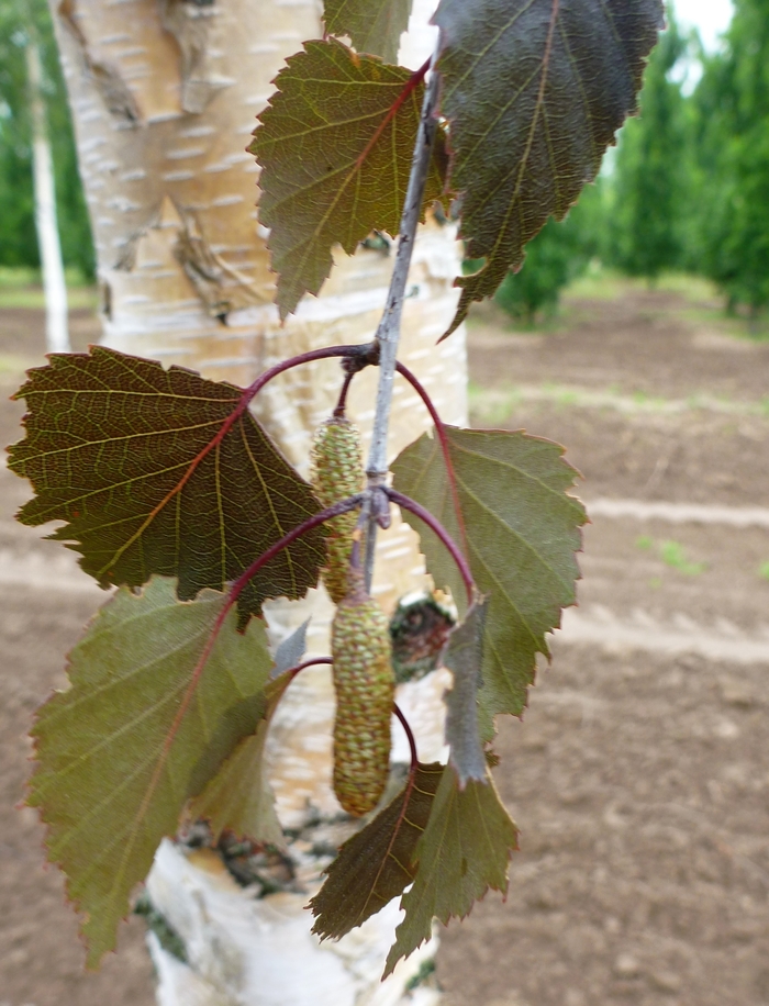 Birch - Betula 'Royal Frost' Birch - Betula 'Royal Frost'