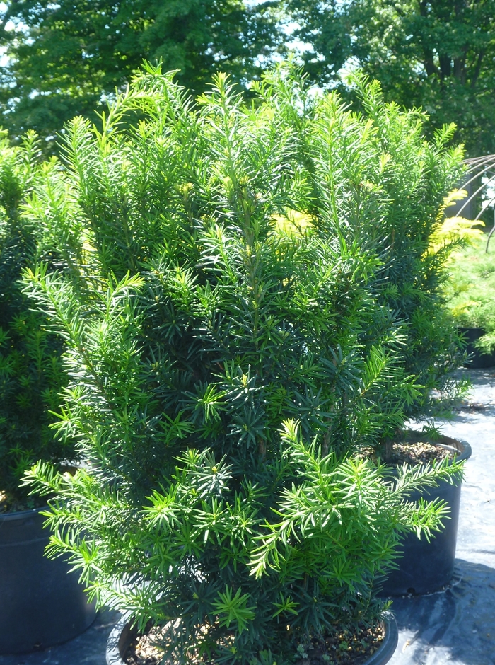 Hick's Yew - Taxus x media 'Hicksii' Hick's Yew - Taxus x media 'Hicksii'