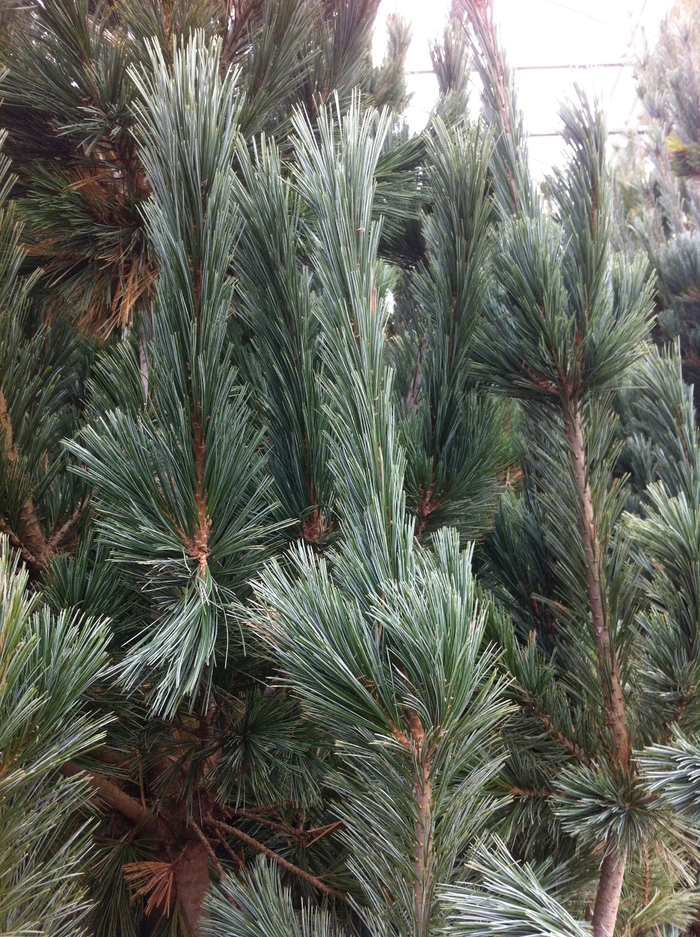 Vanderwolf's Pyramid Limber Pine - Pinus flexilis 'Vanderwolf's Pyramid' (Limber Pine) Vanderwolf's Pyramid Limber Pine - Pinus flexilis 'Vanderwolf's Pyramid' (Limber Pine)
