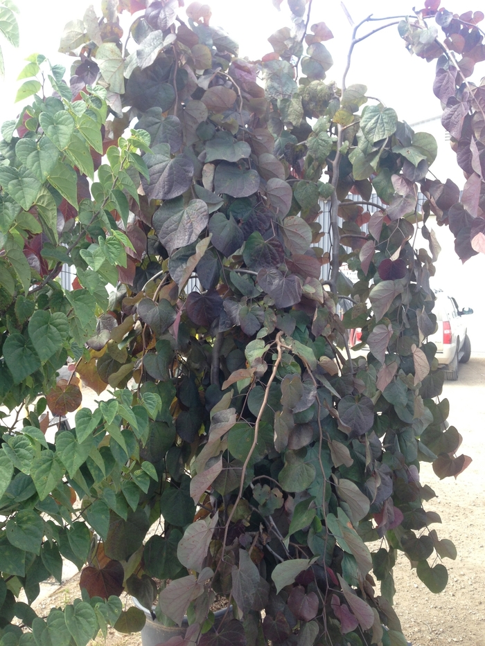 Ruby Falls Weeping Redbud - Cercis canadensis 'Ruby Falls' Ruby Falls Weeping Redbud - Cercis canadensis 'Ruby Falls'