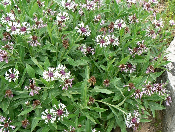 Perennial Bachelor's Button - Centaurea montana 'Amethyst in Snow'