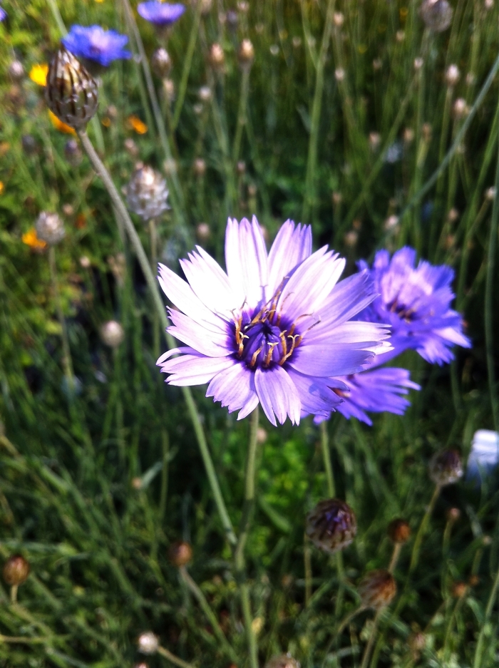 Cupid's Dart - Catananche caerulea