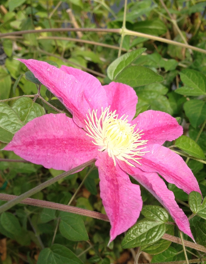 Clematis - Clematis 'Abilene' Clematis - Clematis 'Abilene'