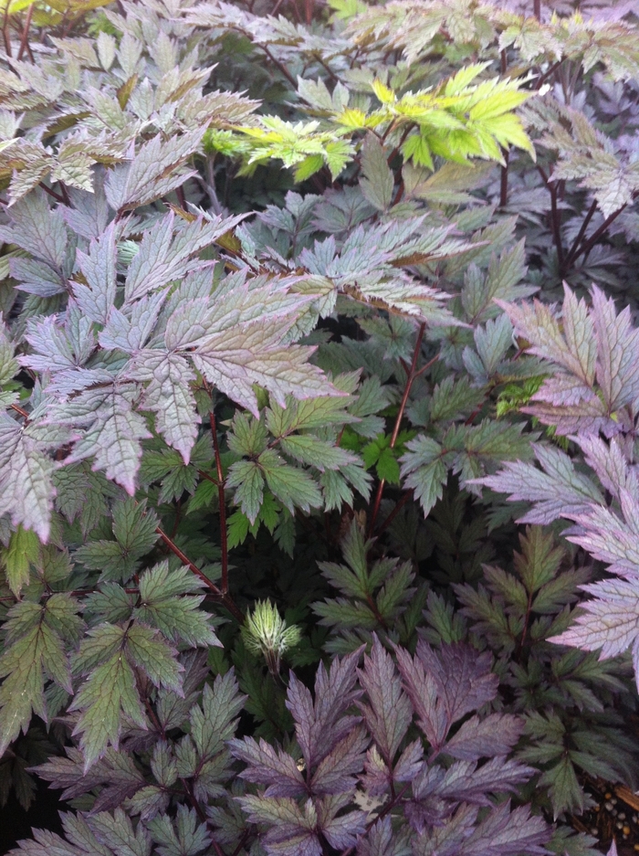 Bugbane - Cimicifuga simplex 'Pink Spike'