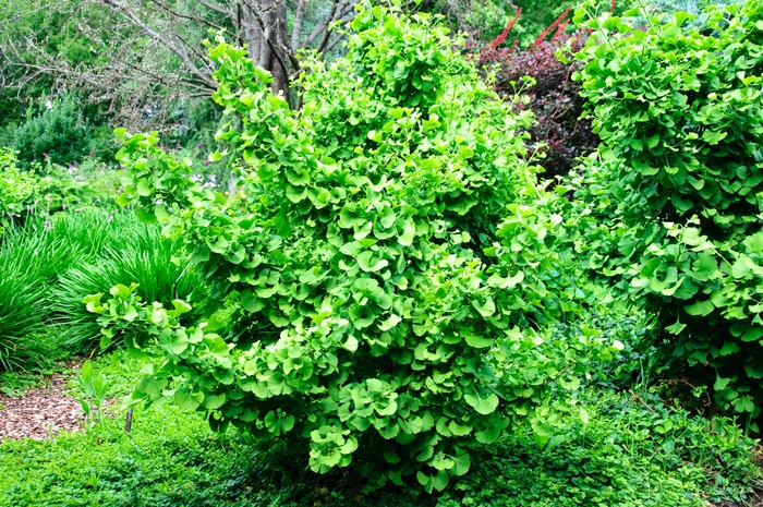 Maidenhair Tree - Ginkgo biloba 'Jade Butterflies' Maidenhair Tree - Ginkgo biloba 'Jade Butterflies'