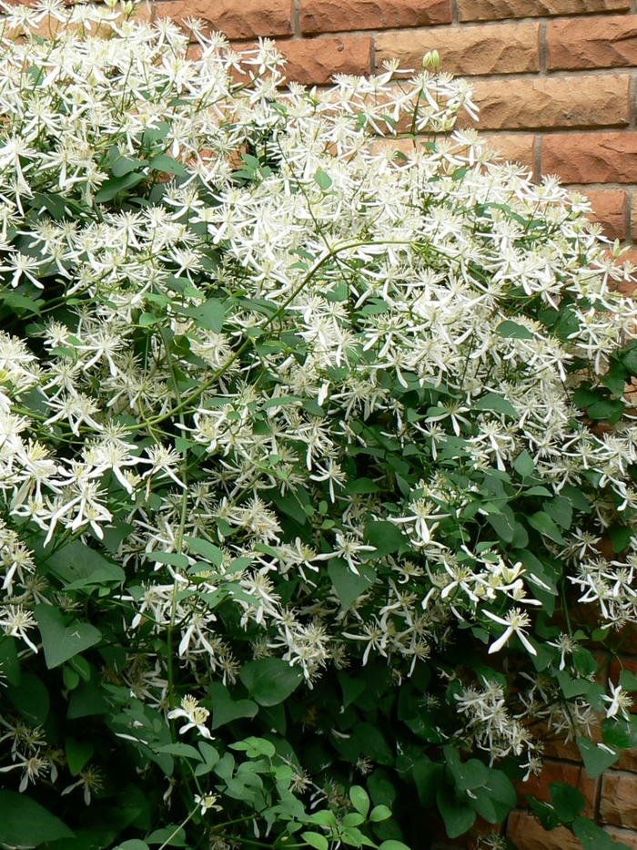 Clematis - Clematis paniculata