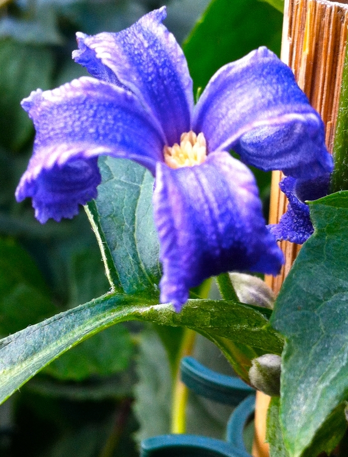 Clematis - Clematis heracleifolia 'China Purple'