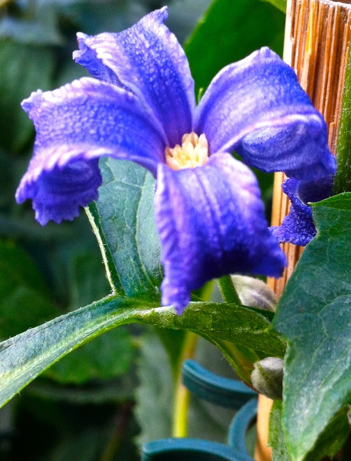 Clematis - Clematis heracleifolia 'China Purple' Clematis - Clematis heracleifolia 'China Purple'