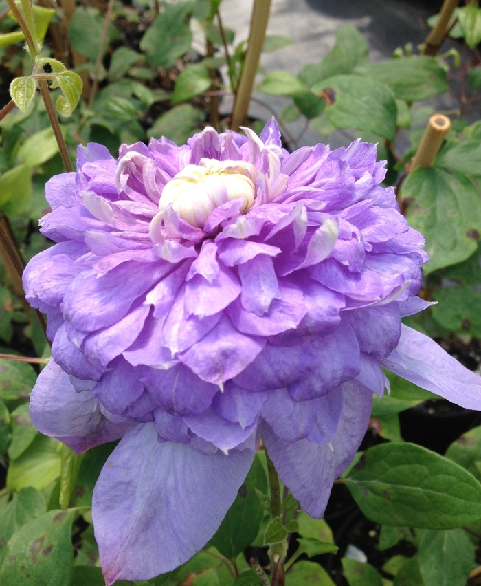 Blue Light® - Clematis Blue Light® - Clematis