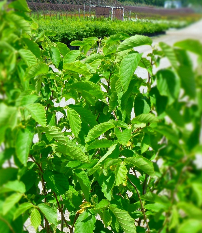 American Hazelnut - Corylus americana