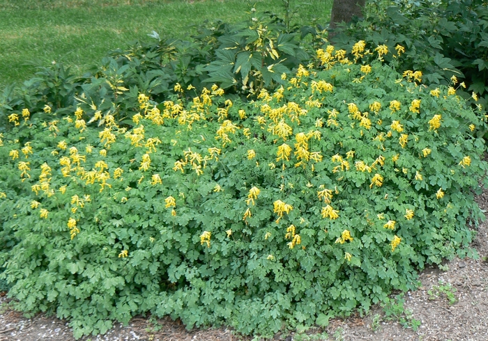 Fumitory - Corydalis lutea