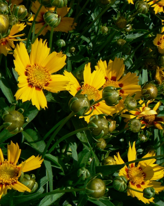 Tickseed - Coreopsis 'Baby Sun' Tickseed - Coreopsis 'Baby Sun'