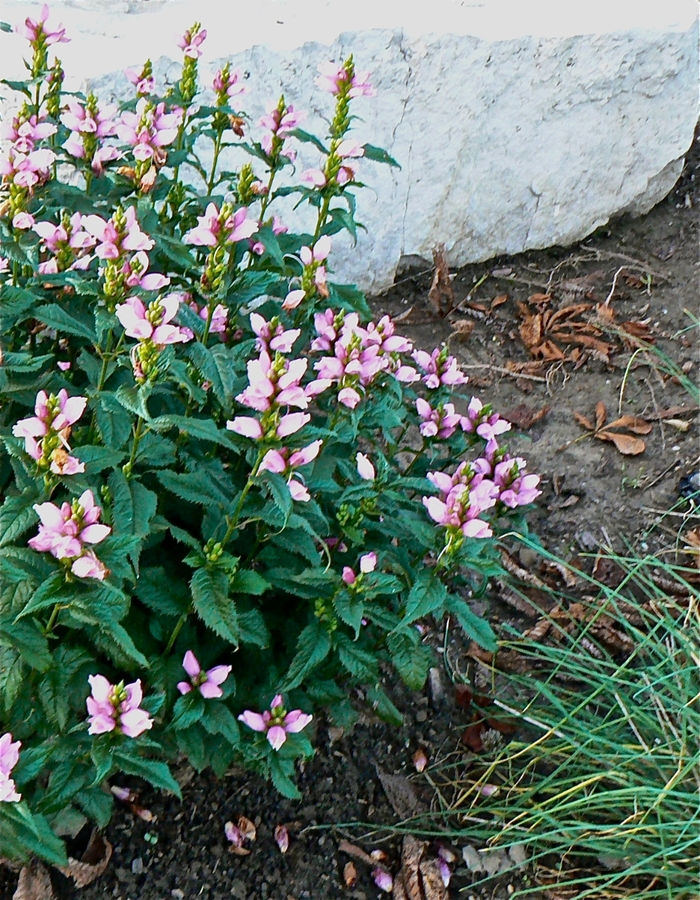 Turtlehead - Chelone lyonii 'Hot Lips'