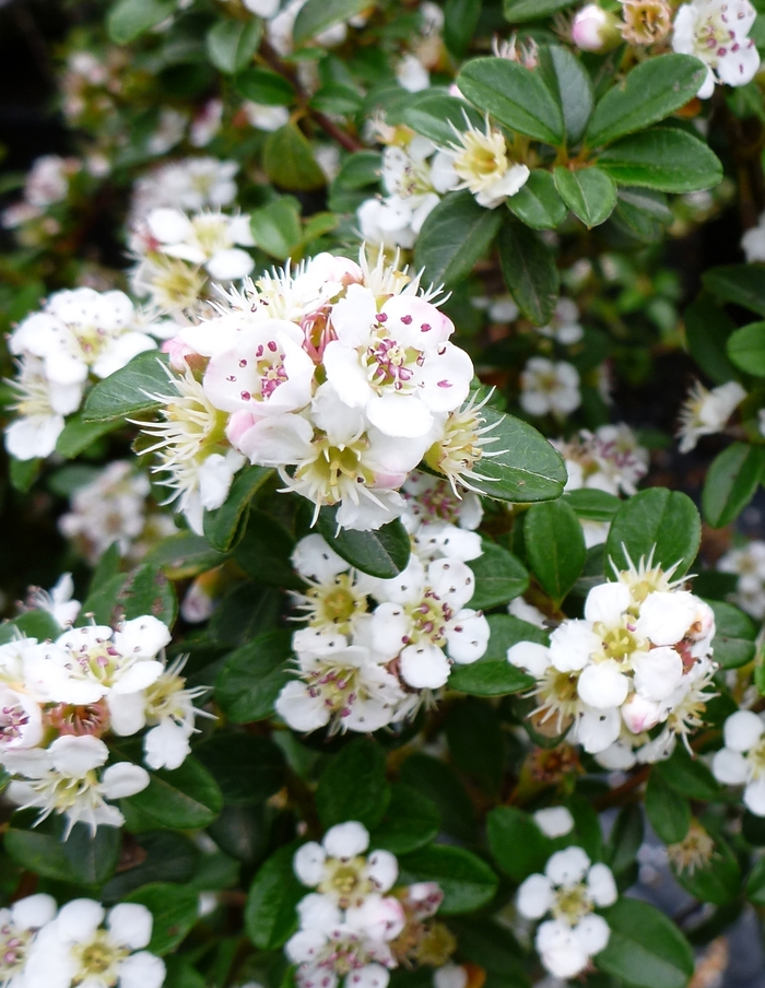 'Coral Beauty' - Cotoneaster dammeri 'Coral Beauty' - Cotoneaster dammeri