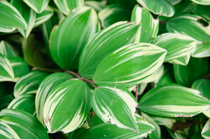 Soloman's Seal - Polygonatum odoratum var. pluriflorum 'Variegatum'