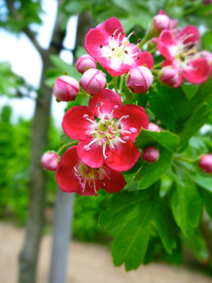 Crimson Cloud Hawthorn - Crataegus laevigata 'Crimson Cloud' Crimson Cloud Hawthorn - Crataegus laevigata 'Crimson Cloud'