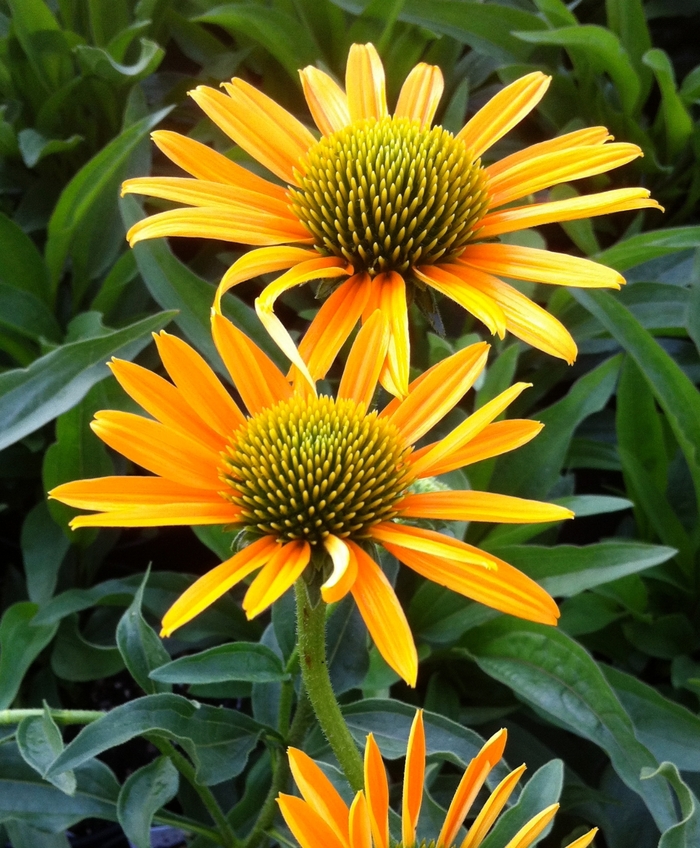 Coneflower - Echinacea 'Now Cheesier' Coneflower - Echinacea 'Now Cheesier'