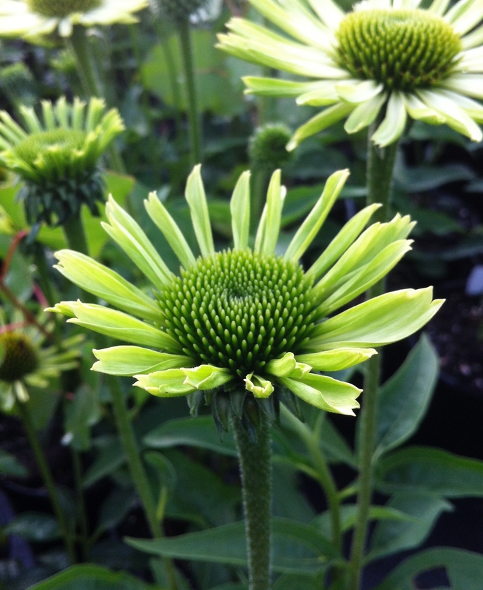 Coneflower - Echinacea 'Green Jewel' Coneflower - Echinacea 'Green Jewel'