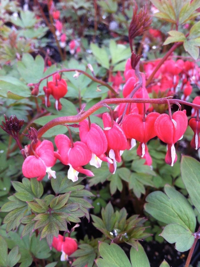 Bleeding Heart - Dicentra spectabilis 'Valentine'