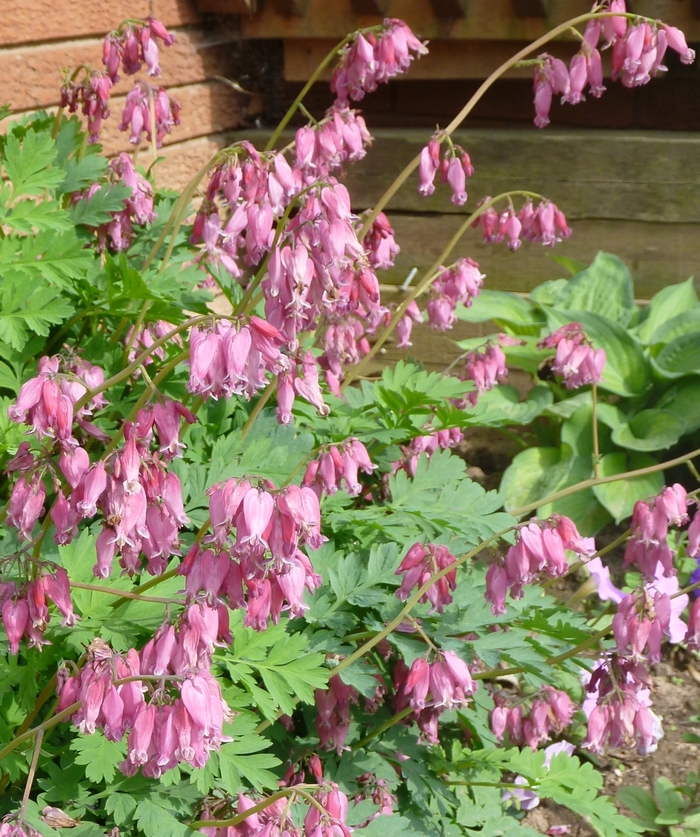 Bleeding Heart - Dicentra formosa 'Luxuriant' Bleeding Heart - Dicentra formosa 'Luxuriant'