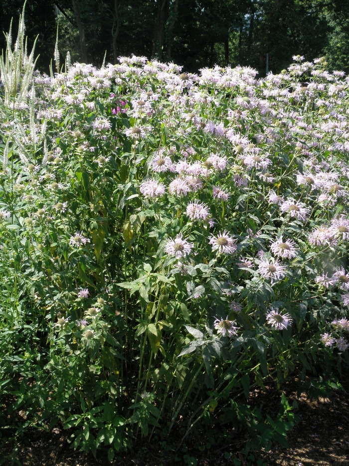 Bergamot, Wild - Monarda fistulosa