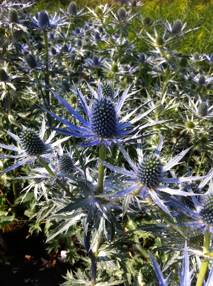 Sea Holly - Eryngium zabellii 'Big Blue'