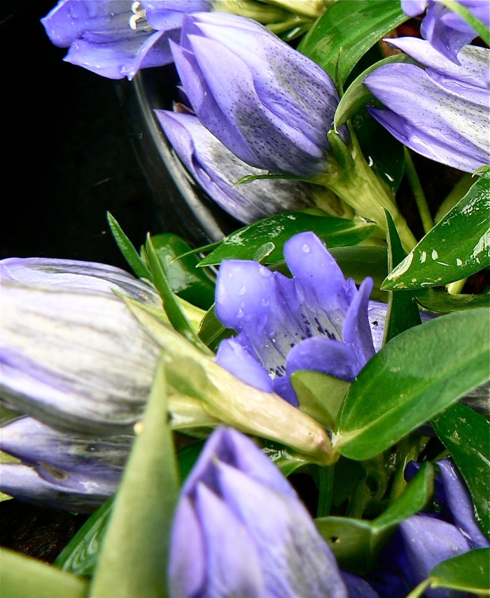 Gentian - Gentiana 'True Blue' Gentian - Gentiana 'True Blue'