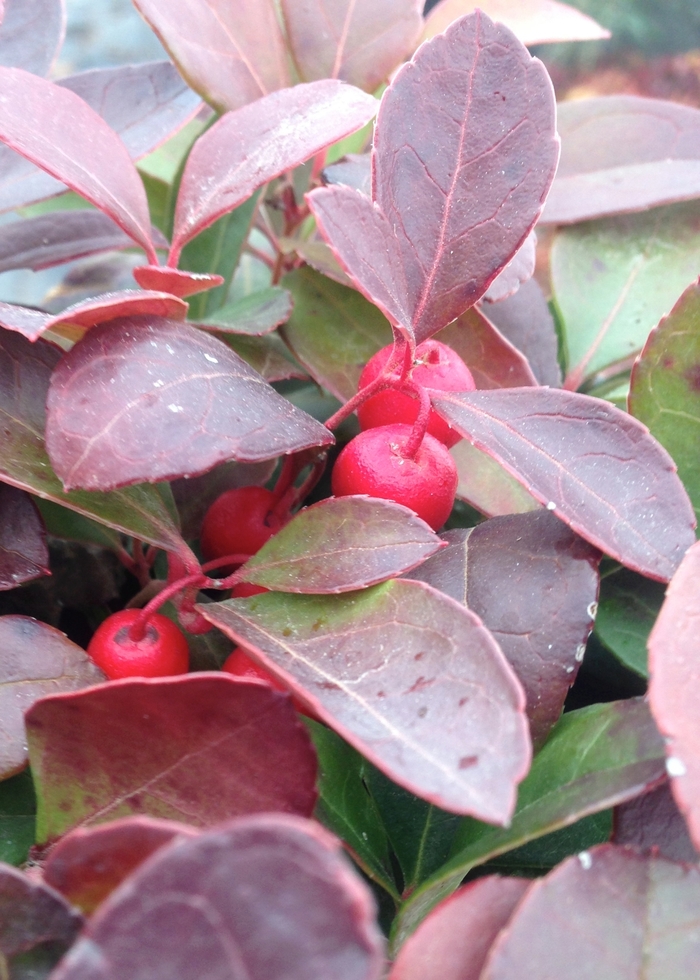 Wintergreen - Gaultheria procumbens Wintergreen - Gaultheria procumbens