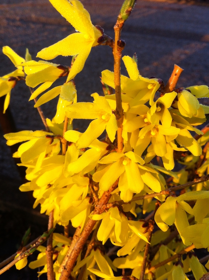 'Northern Gold' - Forsythia ovata