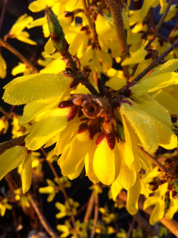 Forsythia - Forsythia ovata 'Northern Gold' Forsythia - Forsythia ovata 'Northern Gold'