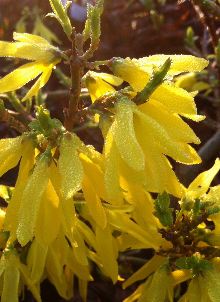 Gold Tide™ Forsythia - Forsythia x intermedia 'Courtasol' Gold Tide™ Forsythia - Forsythia x intermedia 'Courtasol'