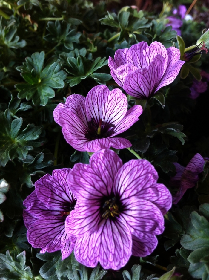 Cransebill - Geranium cinereum 'Ballerina' Cransebill - Geranium cinereum 'Ballerina'