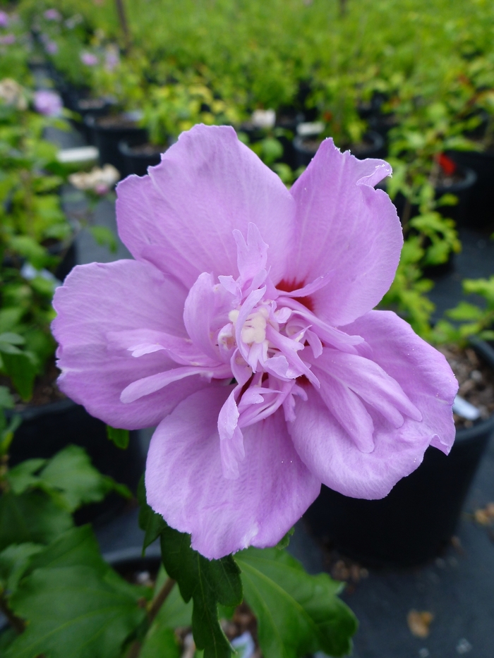 Hibiscus Syriacus Ardens Rose Of Sharon Ebert s Greenhouse hibiscus-syriacus-ardens-rose-of-sharon-ebert-s-greenhouse
