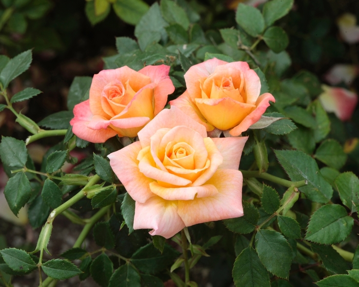 Cutie Pie Rose - Miniature Rose