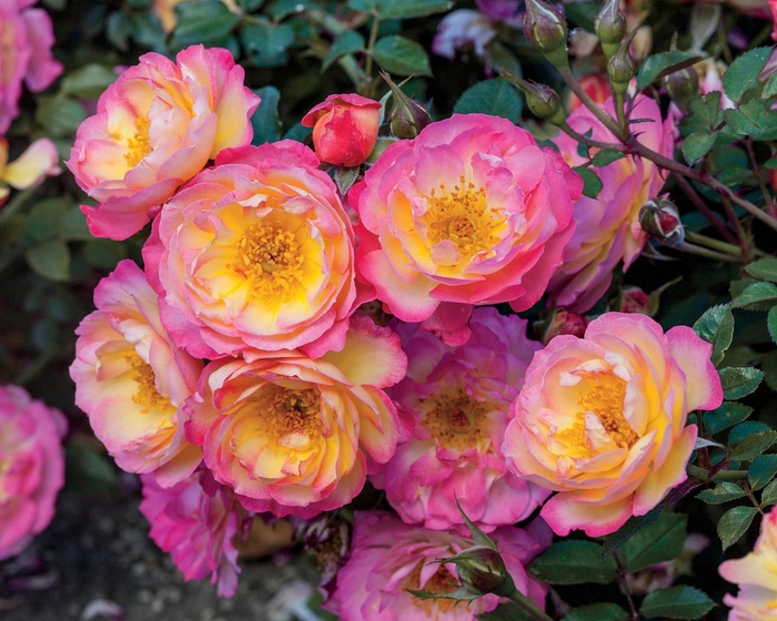 Ground Cover Rose - Rosa 'Rainbow Happy Trails' Ground Cover Rose - Rosa 'Rainbow Happy Trails'