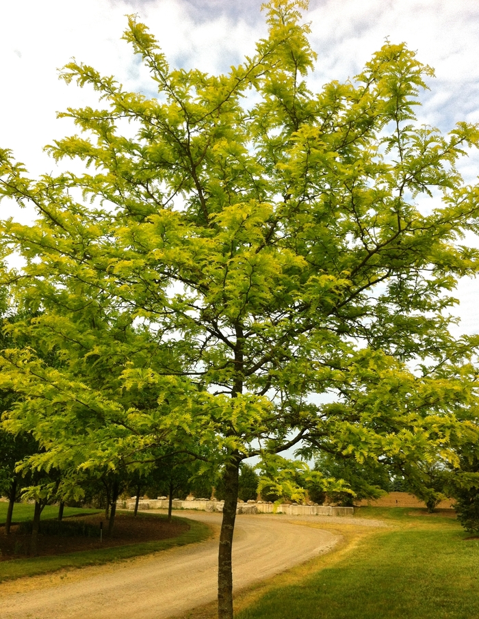 Sunburst® Honeylocust - Gleditsia triacanthos var. inermis 'Suncole'