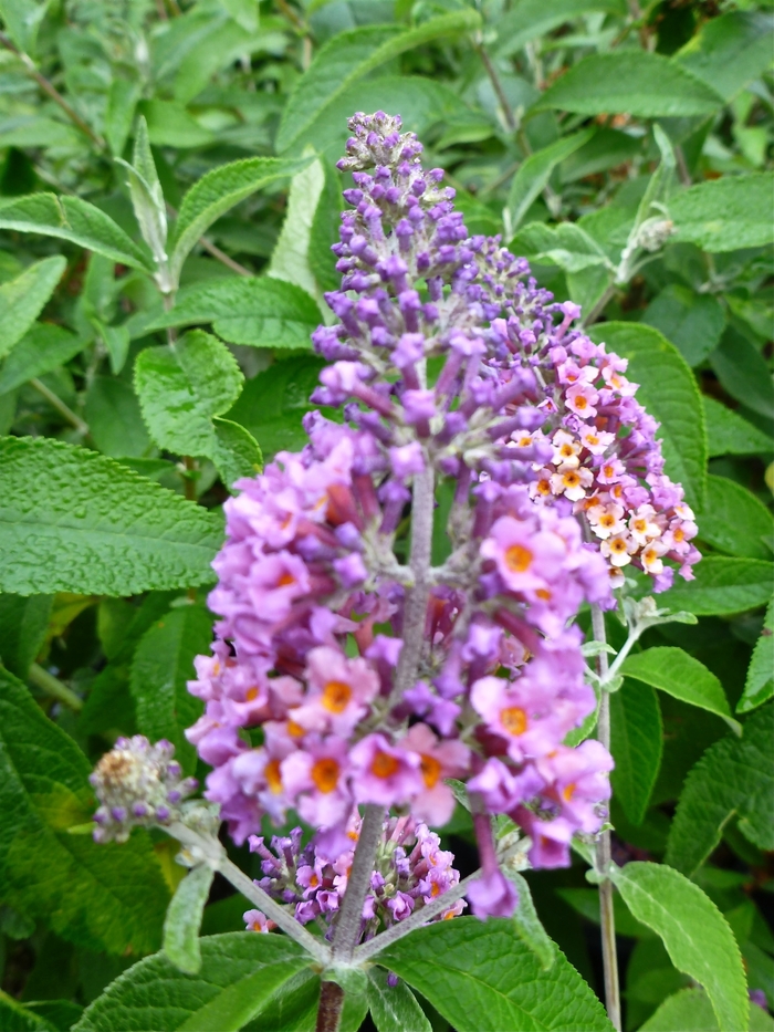 Buddleia x weyeriana 'Bicolor' Butterfly Bush Ebert's Greenhouse