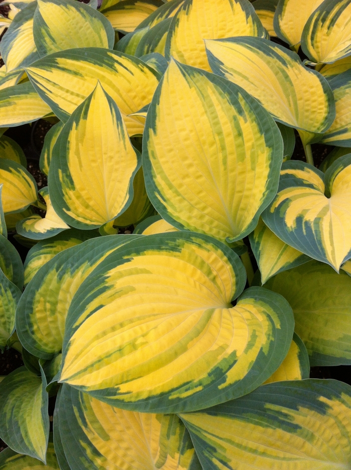 Plantain Lily - Hosta 'Orange Marmalade' Plantain Lily - Hosta 'Orange Marmalade'