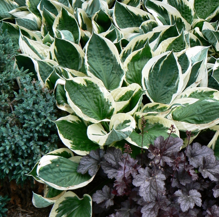 Plantain Lily - Hosta 'Minuteman'