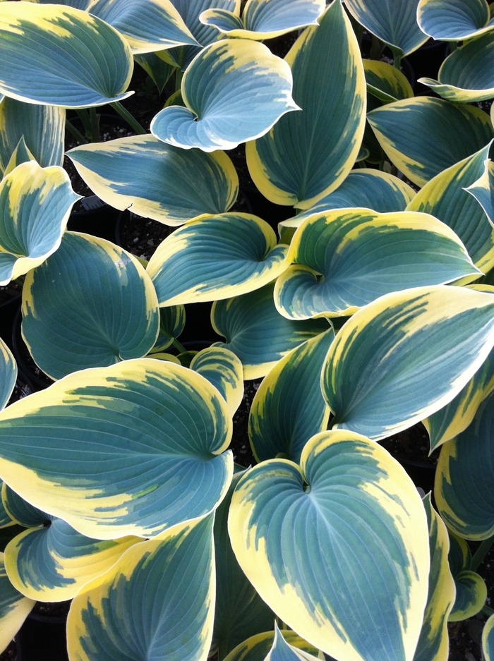 Plantain Lily - Hosta hybrid 'First Frost' Plantain Lily - Hosta hybrid 'First Frost'